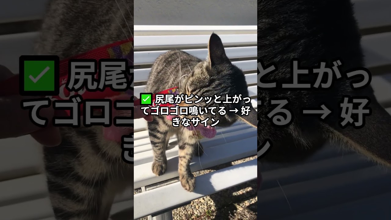 猫が“お尻トントン”好きなのは個体差あり。嫌な子も多い #shorts  #ショート動画  #short