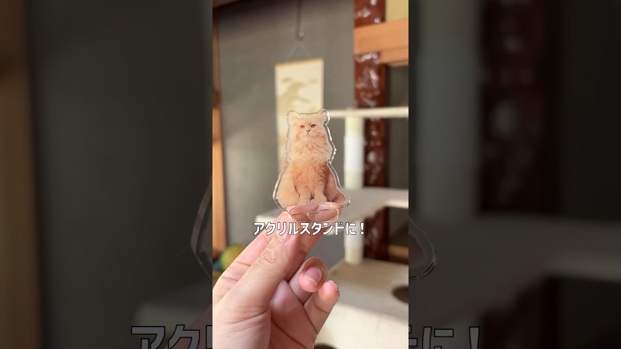 【SHEIN購入品】愛猫のカスタムグッズ作った！【サイベリアン・ずんだ】 #shorts #サイベリアン #shein  #カスタム