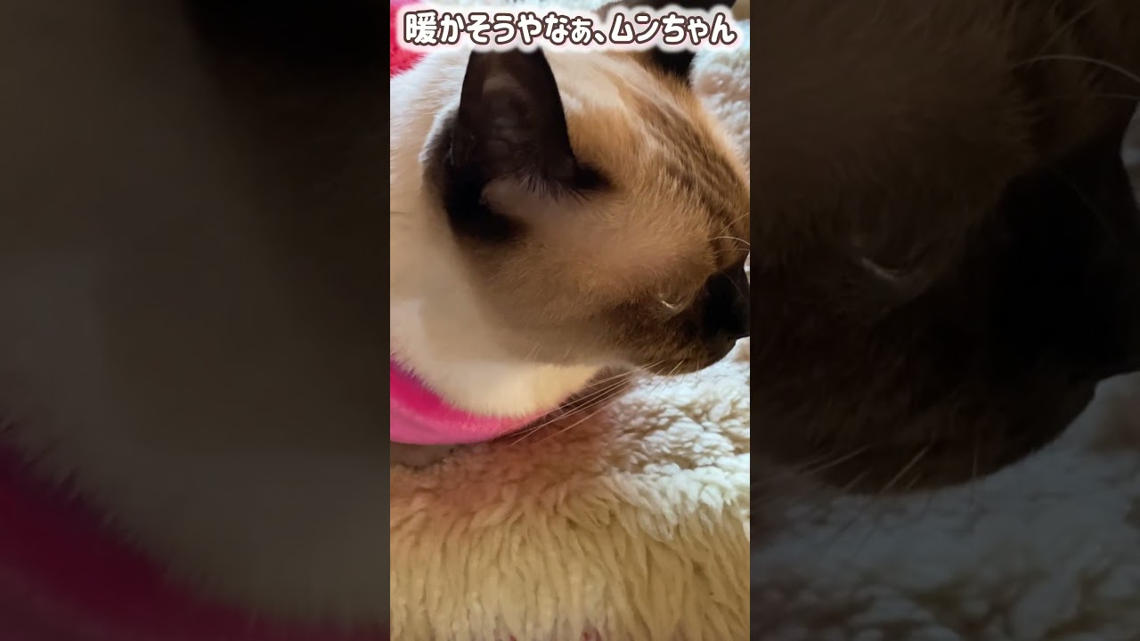 シャム猫ムーン🌙チャンネル・暖かい電気カーペットのクッションでくつろぐムンちゃん #siamese #しゃむねこ #cat