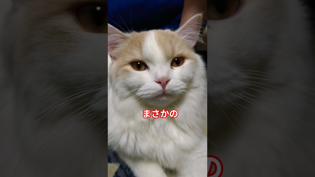 【スコティッシュフォールド】猫動画とびっくり事件お届け#猫 #スコティッシュフォールド #子猫 #cat #ショート