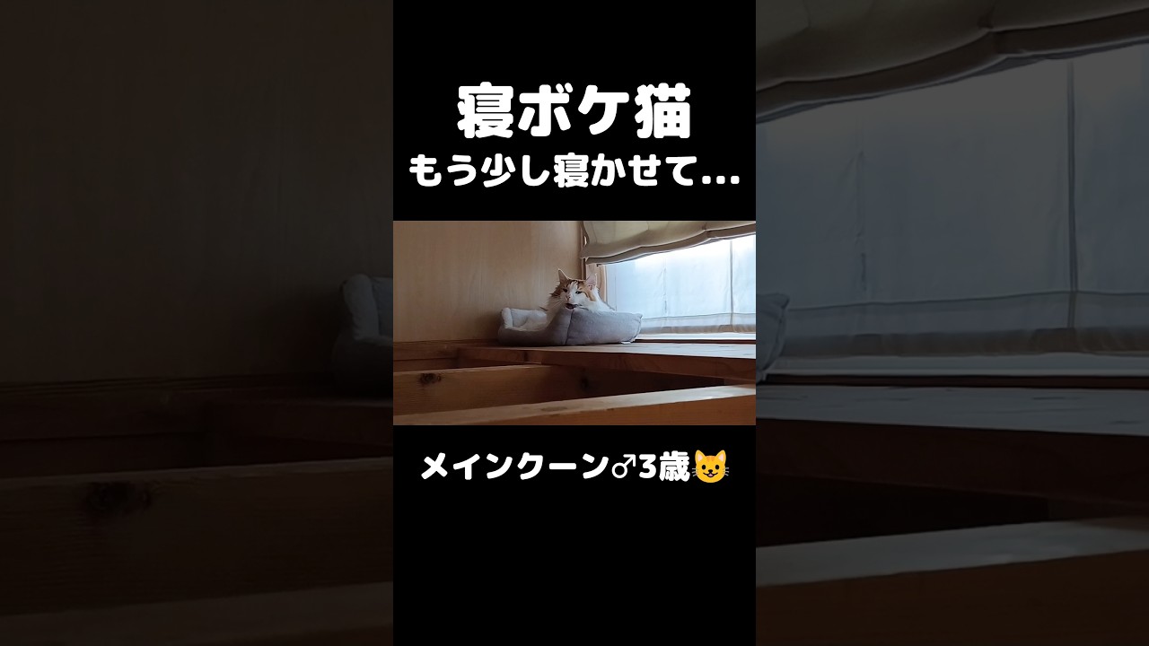 あくびかわいい😊 #猫のいる暮らし #猫 #メインクーン