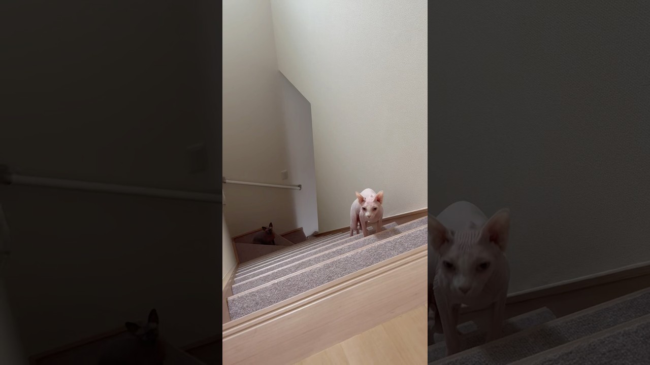 ママについてくる毛のない猫たち【スフィンクス】