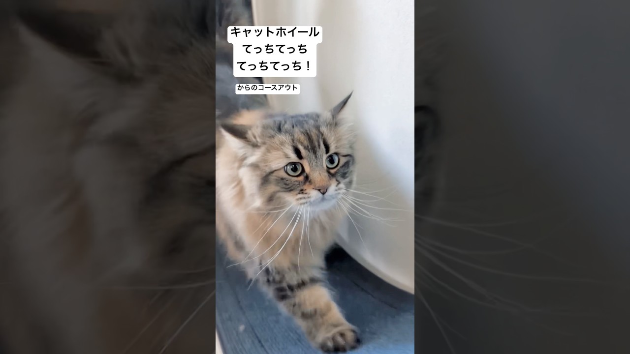 ネコ用回し車だいすきネコたん #猫 #サイベリアン #キャットホイール