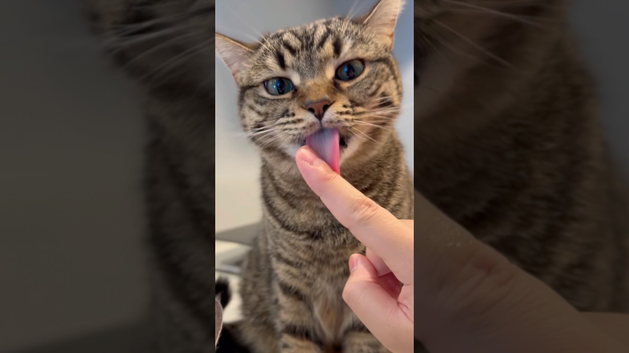おやつが楽しみすぎて足が震える猫www #shorts #猫 #cat