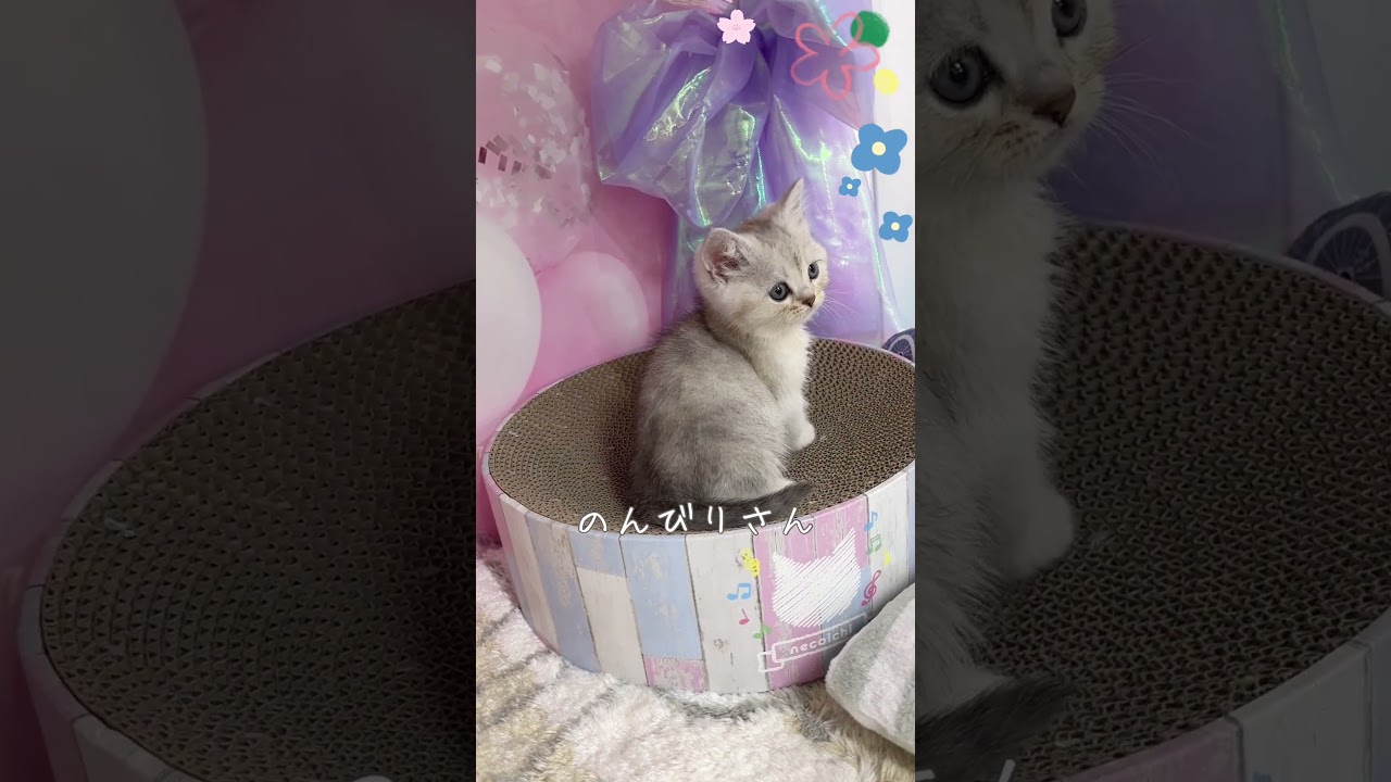【ご家族様募集中】長足ミヌエット女の子♡ #cat  #かわいい子猫 #kitten #子猫 #cute #子猫ブリーダー #長足マンチカン #短足ミヌエット