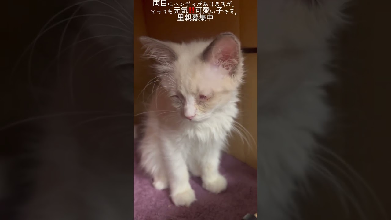 両目にハンディがありますが、とっても元気‼️ 可愛い子です。#里親募集中子猫アゴはネコ #ラグドール　#こねこ