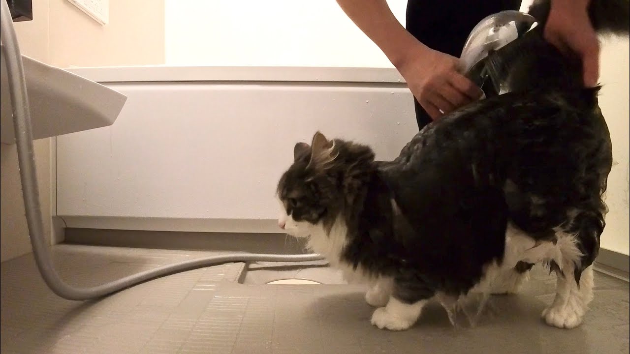 観念してお風呂に入れられる猫　Norwegian ForestCat Dairy