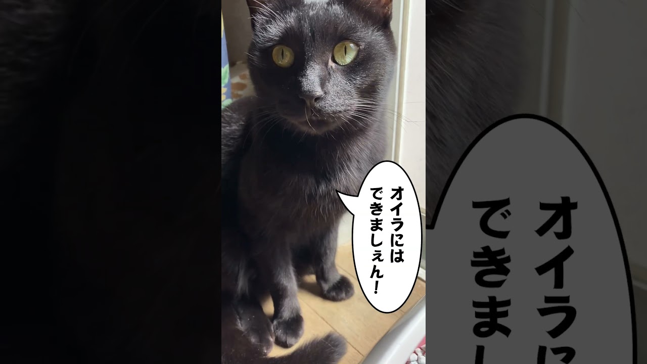 お猫様のための足としっぽの揃え方講座（講師／レイ先生）