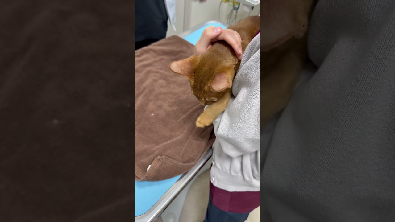 20250408#アビシニアン #abyssinian #cat