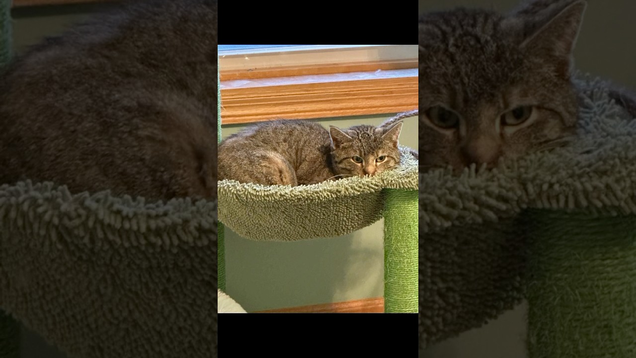 No More!!! 🐾🐾 #kitten #cat #love #spayandneuter