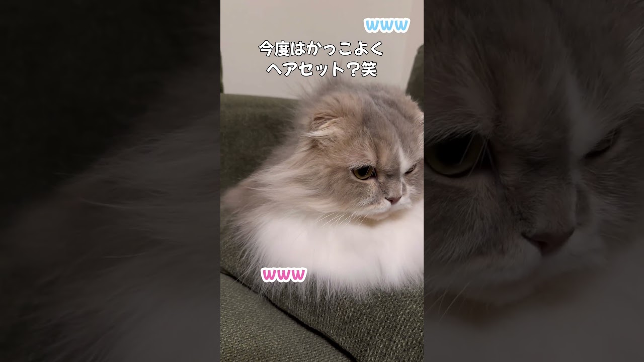 モフモフな長い毛を使って飼い主に遊ばれるマンチカンのあずきくん（笑） #猫 #マンチカン #動物 #かわいい #cat #munchkin #もふもふ