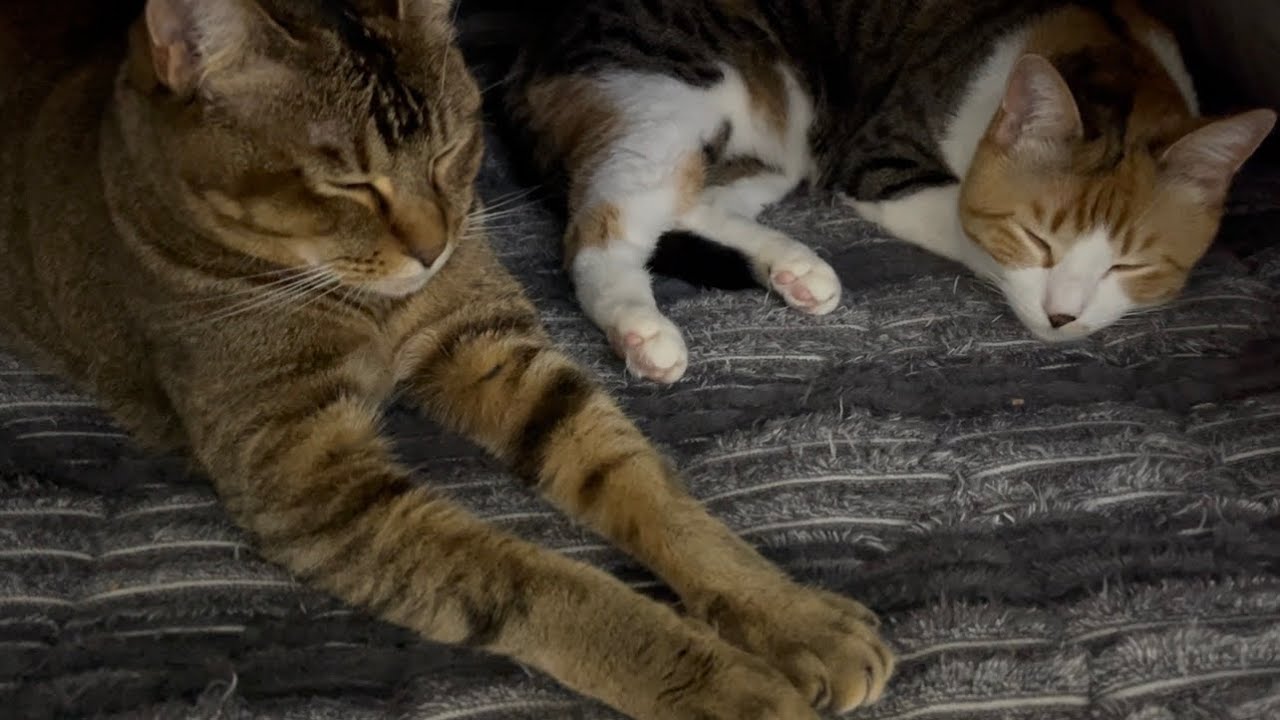スフィンクス座りで眠る、コロロ。