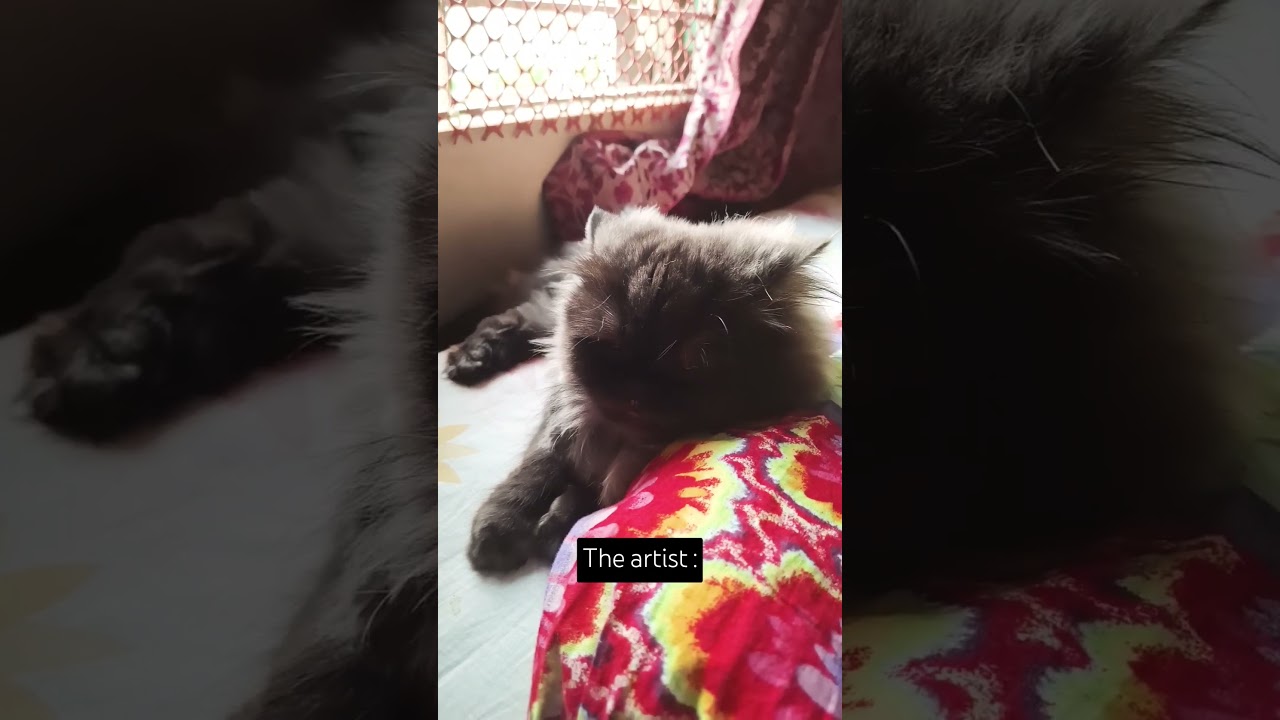 the artist vs. the art 😅 #cat #catcute