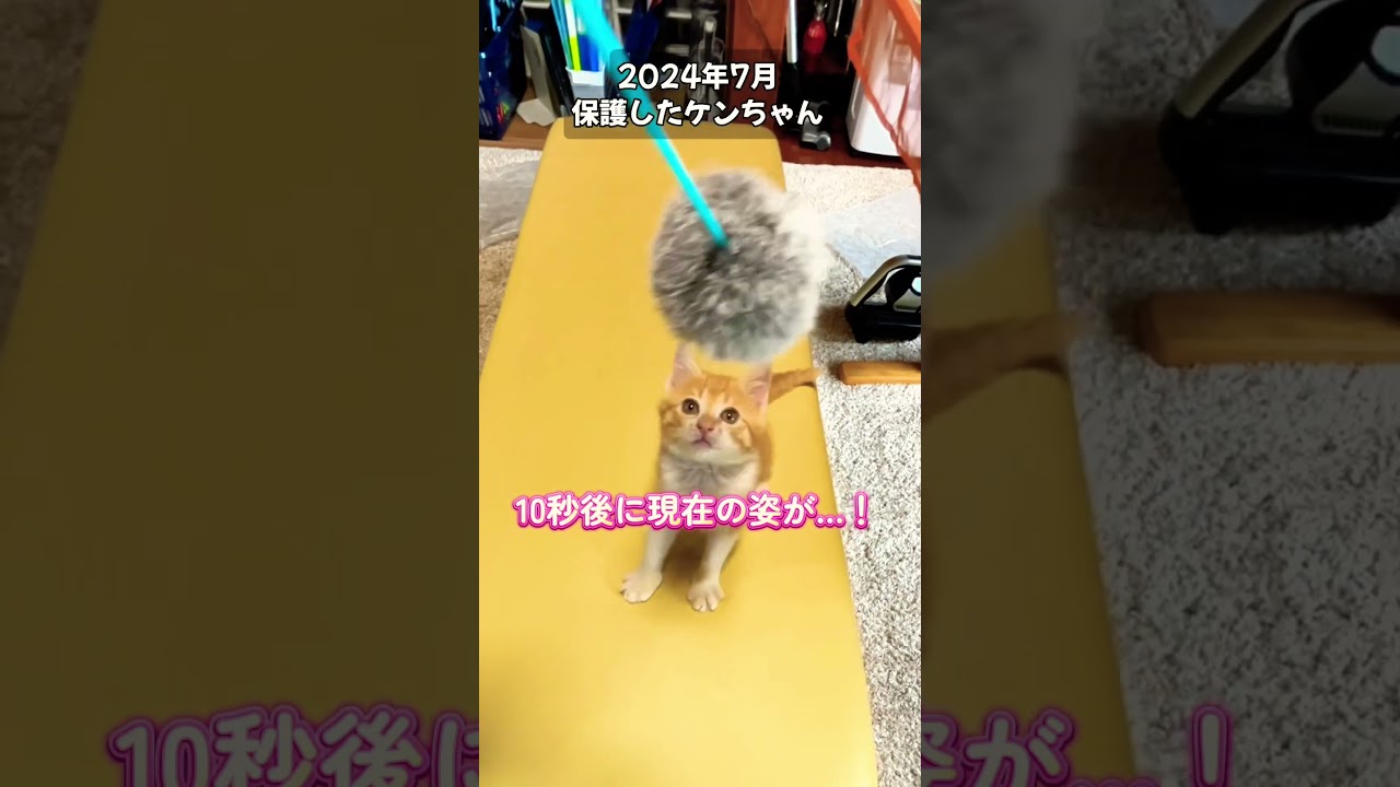 ケンちゃん思い出映像🐱保護2週間後の猫じゃらし❤️ #shorts #youtubeshorts #shortvideo #catshorts #kitten #funny #子猫 #cat #猫