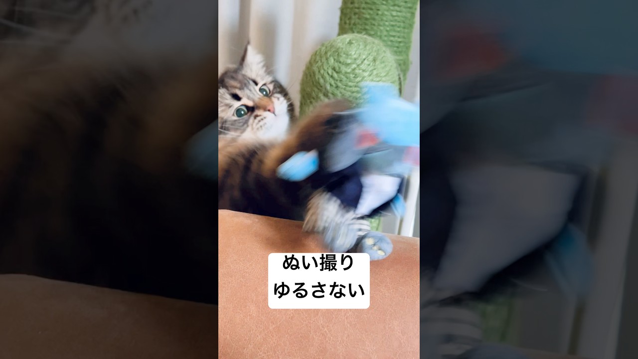 ぬい撮り阻止ネコたん #猫 #サイベリアン #ぬい撮り