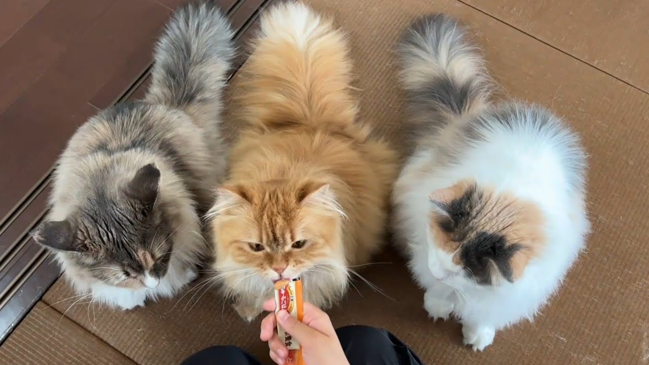 【毎日更新】みんなでおやつタイム　Snack time for three cats