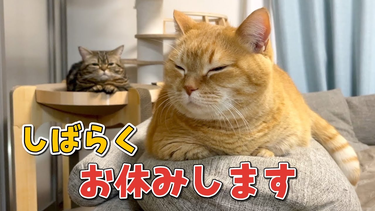 ギリギリすぎてやばいので少し動画投稿お休みします！