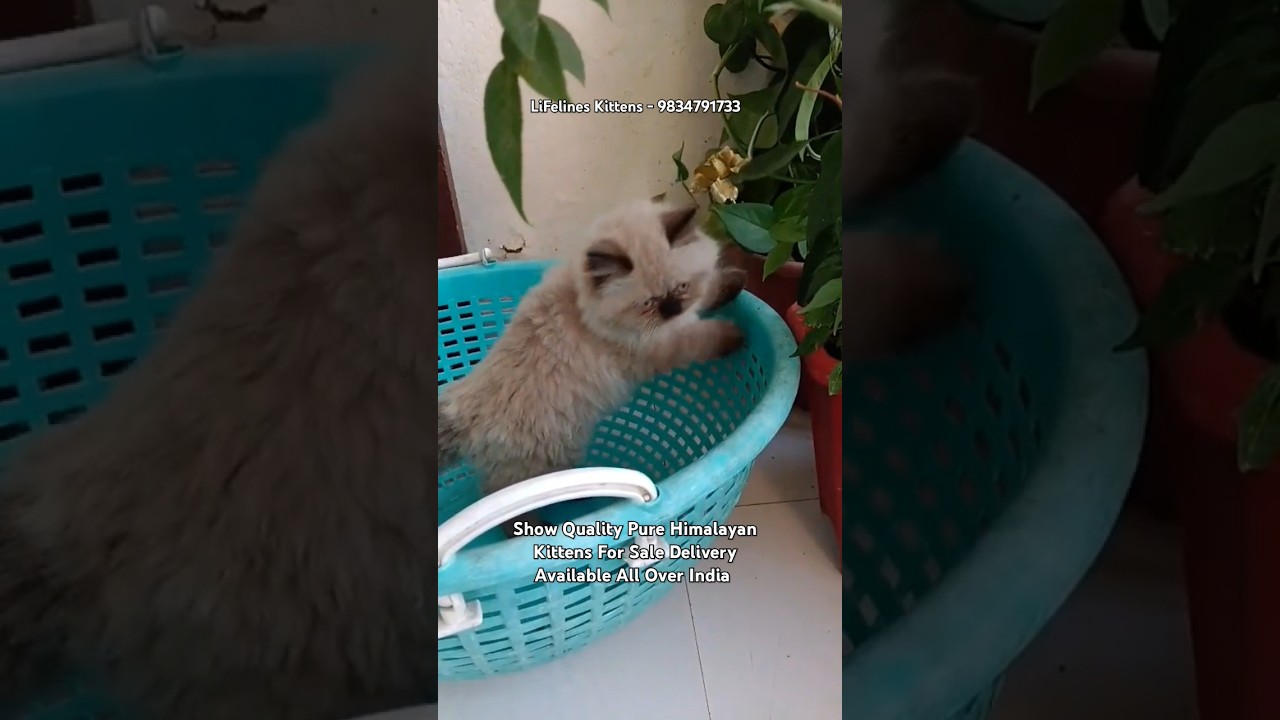 Purebred Himalayan Cat Kittens Price in Mumbai India #himalayancat #forsale #shorts #bandra #andheri