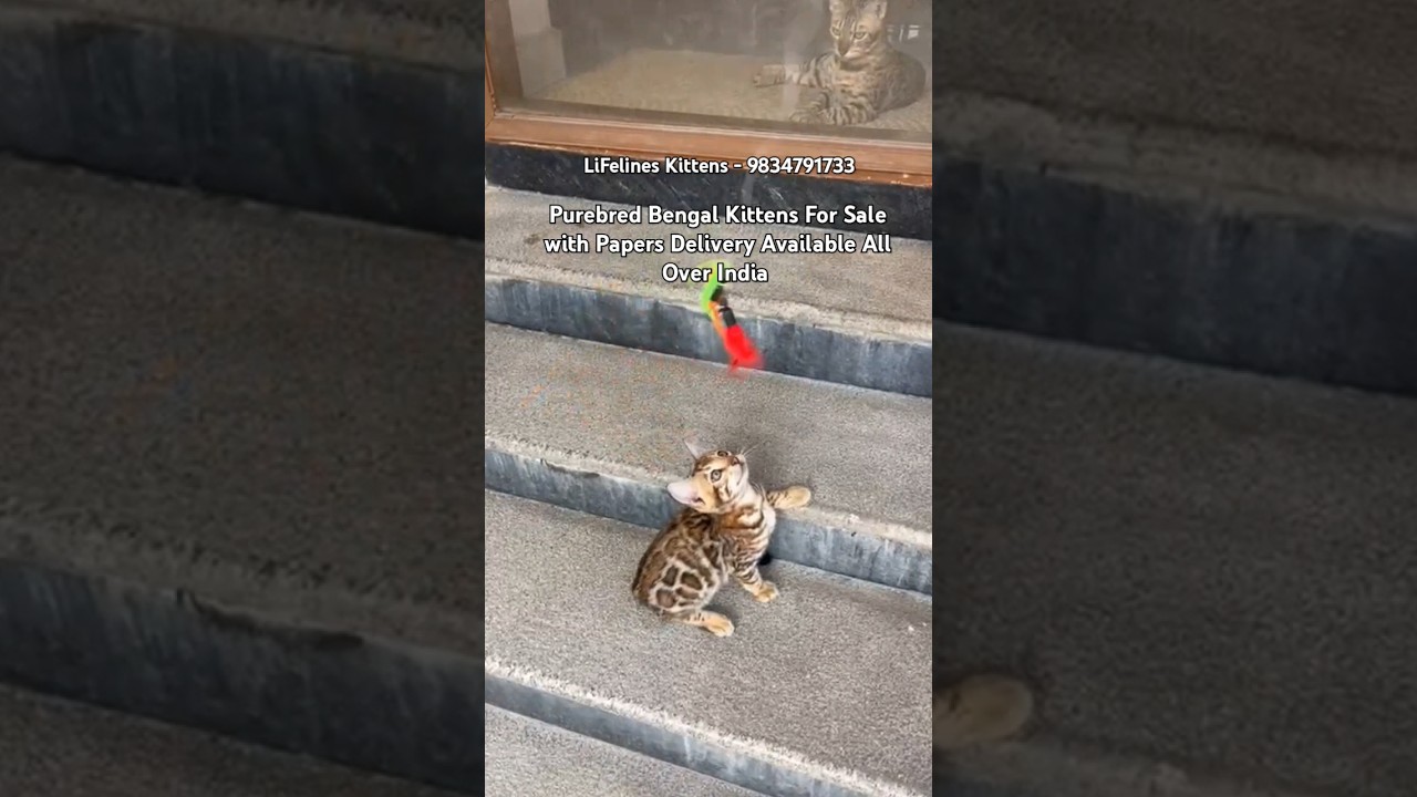 Purebred Bengal Cat Kittens Breeder in India #forsale #bengalcat #mumbai #nashik #kolkata #newdelhi