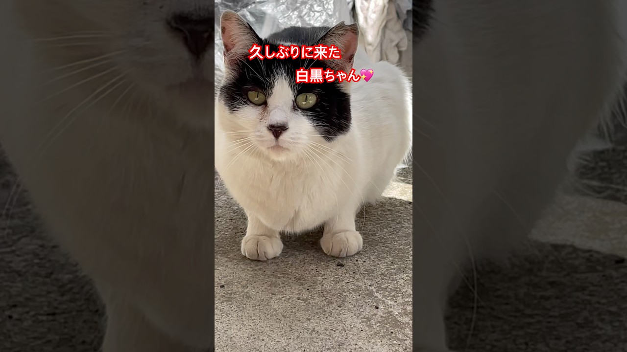 久しぶりに来た白黒ちゃん😺#cat#japan#ねこ#癒し#日本#猫動画#猫#猫好き#野良猫