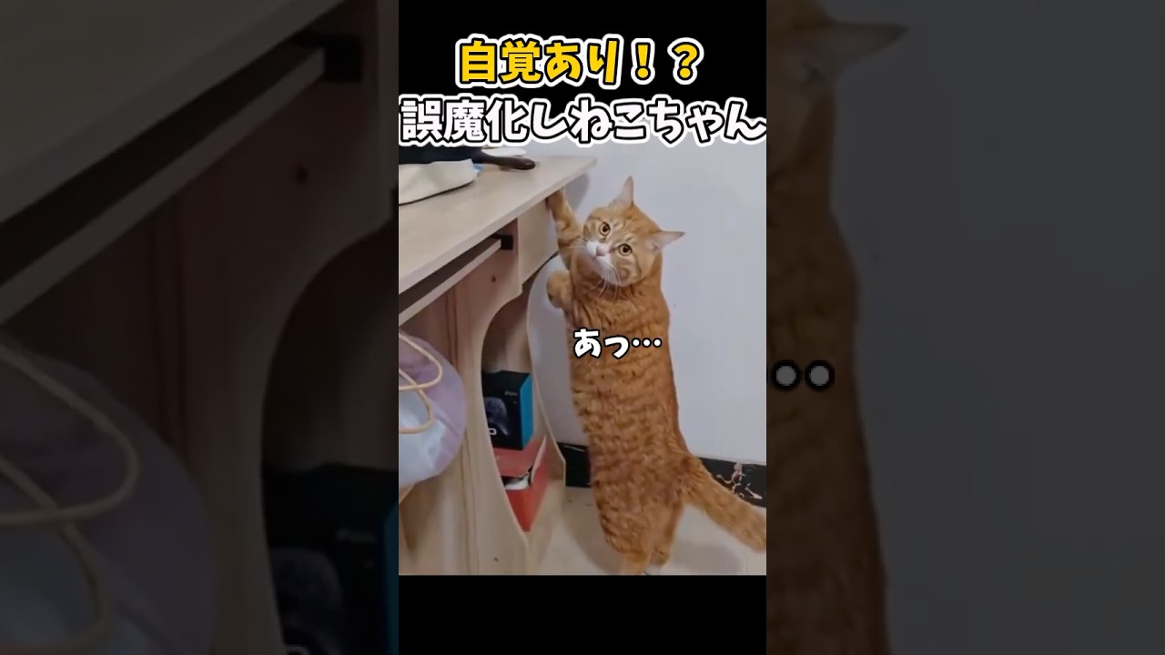 【癒し】誤魔化し上手さん☆彡　#猫 #子供 #かわいい#子猫  #猫のいる暮らし #ペット #可愛い #癒し #動物 #cat #動物プロダクション #ネコ