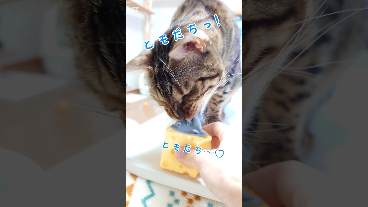 ともだち🐭大好き！ #猫 #猫動画 #猫のいる暮らし #ベンガル #cat #fyp #shorts #short
