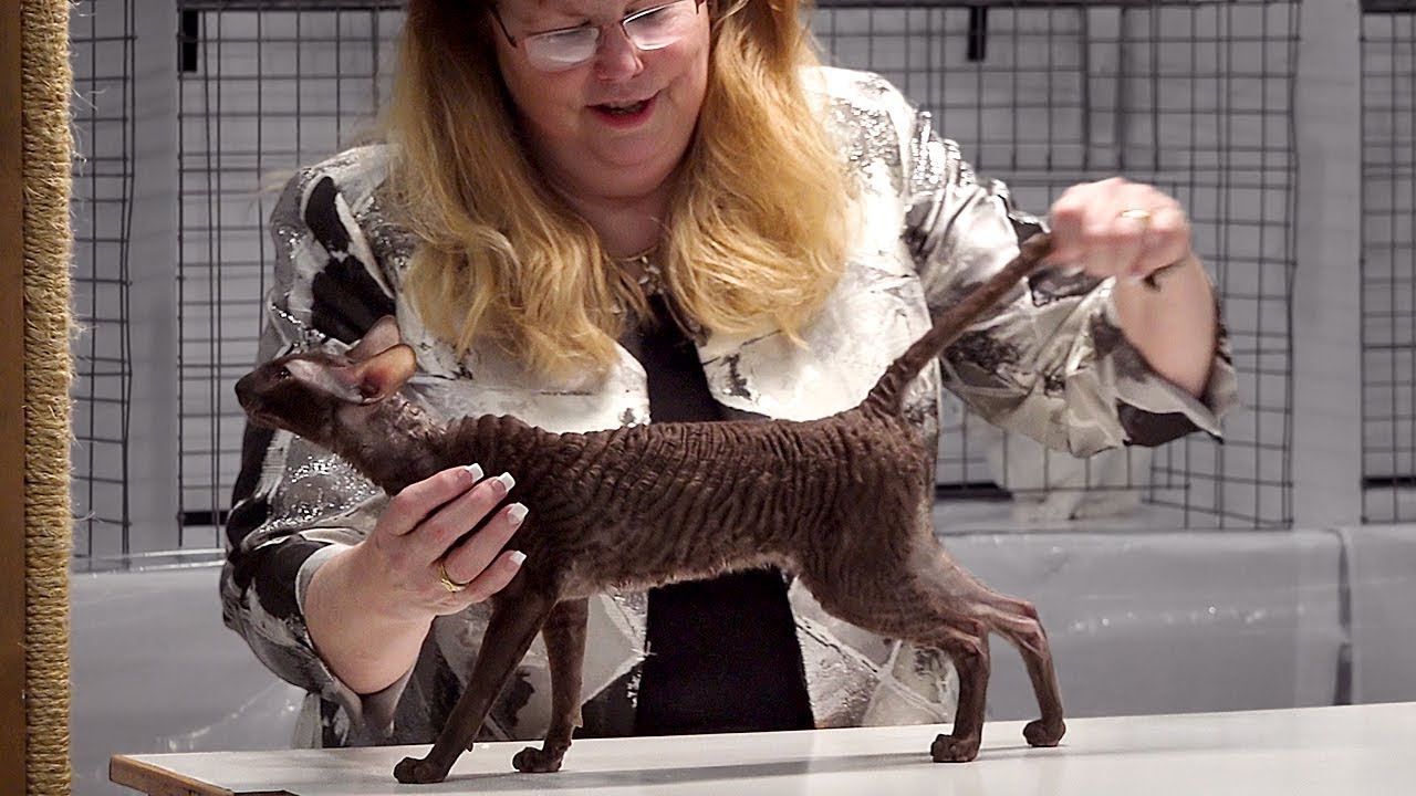 CFA International Cat Show 2017 - Championship Cornish Rex
