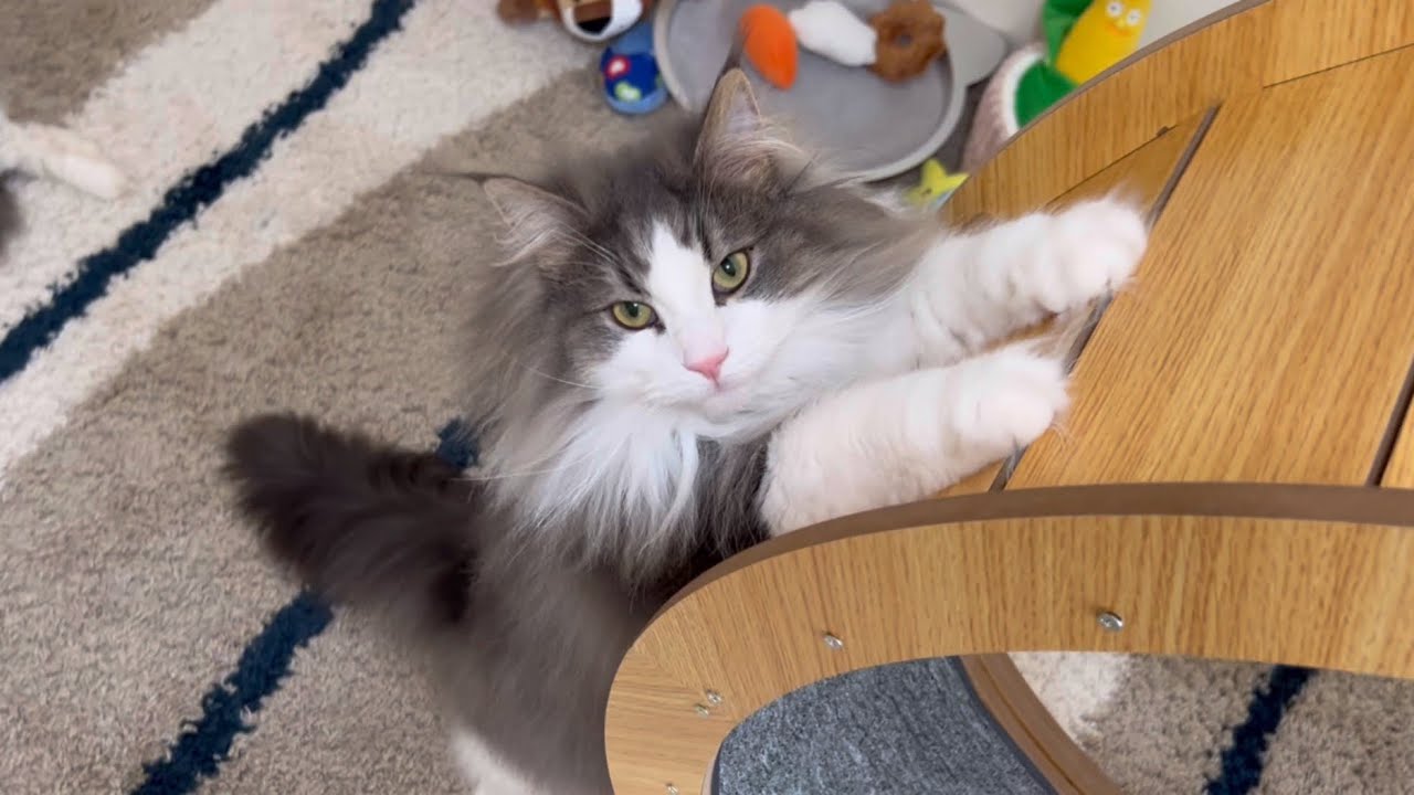 【かわいい♡】みんなでのんびり過ごす♪個性豊かで、自由気ままなもふ猫たち❤️ターキッシュアンゴラとノルウェージャンフォレストキャット