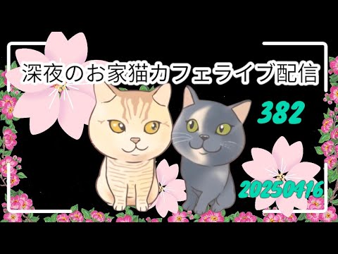 深夜のお家猫カフェライブ配信 ３８２