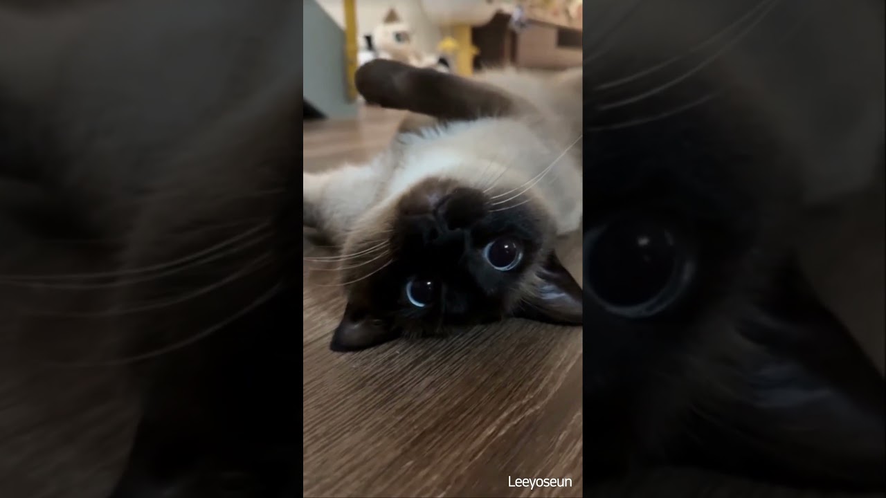 What’s the cutest thing in the world? A cat’s toe beans, of course!