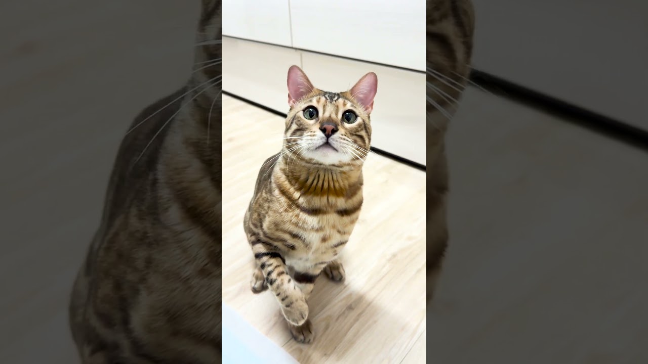 キッチンでいたずらするベンガル猫 #shorts #ベンガル #猫
