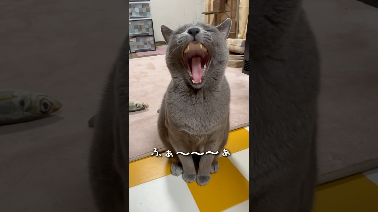 【ロシアンブルー】今日の夕方のめろんです😊右のお目々大丈夫そうかな🥹【猫】#shorts