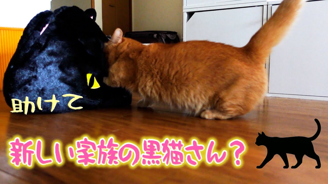 【我が家に黒猫さん】新しい家族ができた？？？ライブ配信にレア登場していたあの黒猫さん