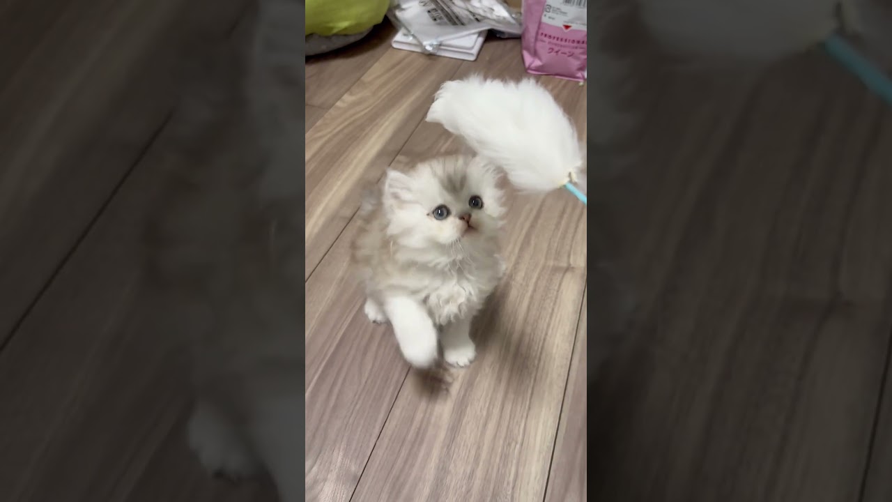 ペルシャ（チンチラ） おめめくりくり！優しい顔つきな男の子です！