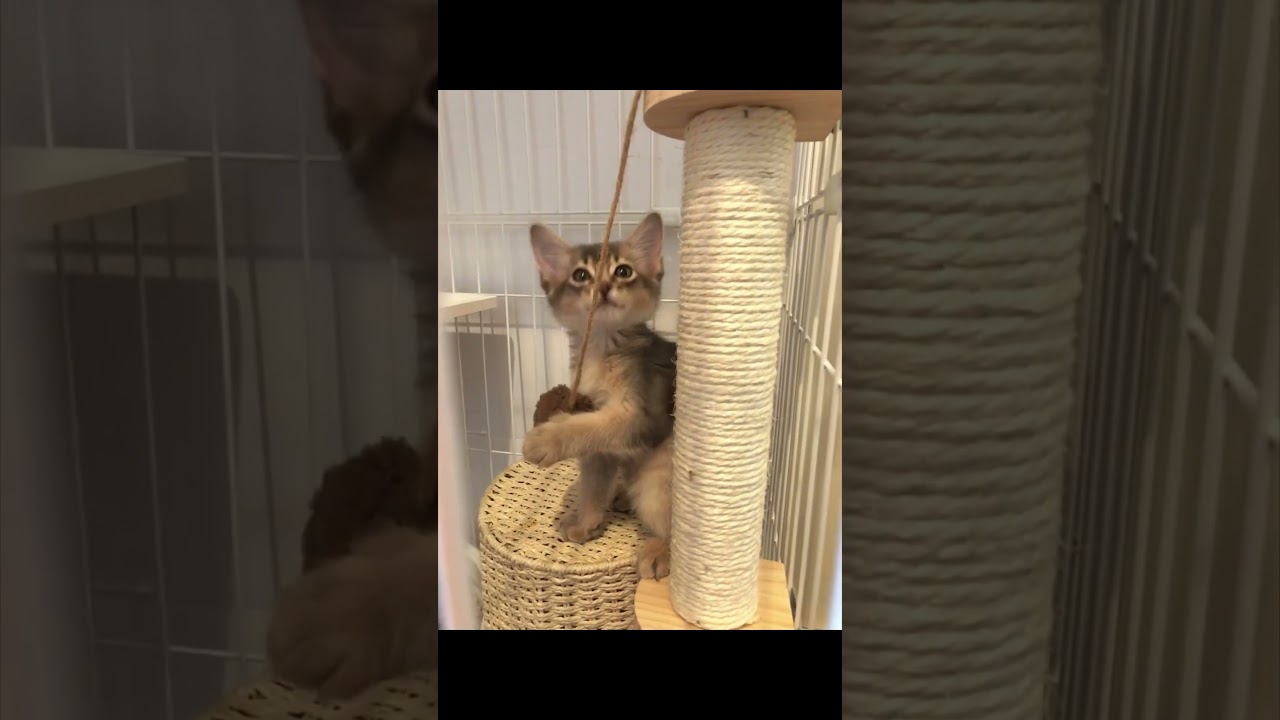 ソマリの子猫お迎え3日目 ケージで遊び始める #ソマリ #ソマリブルー #こねこ #お迎え #モフモフ