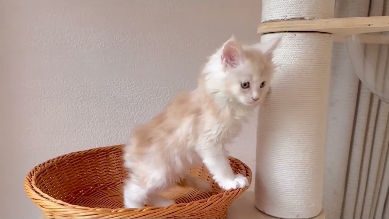 メインクーン キレイなカメオです。 カメオタビー&ホワイト