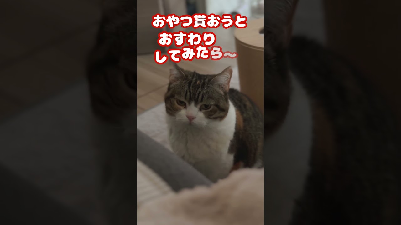 おやつ…… #shorts #猫 #ねこ #三毛猫 #スコティッシュフォールド