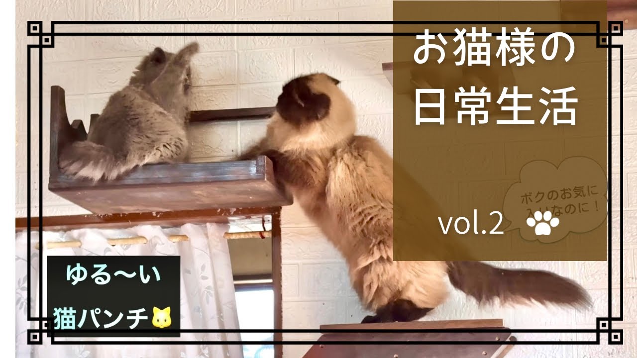 〔お猫様の下僕🐱〕ブリティッシュロングとヒマラヤンの日常生活　猫パンチ付き