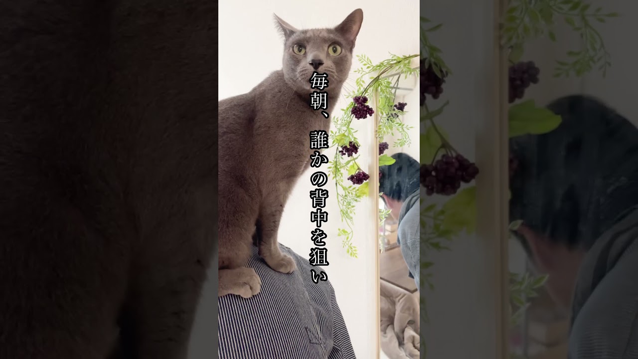 キャットタワーより背中がお好き#ロシアンブルー