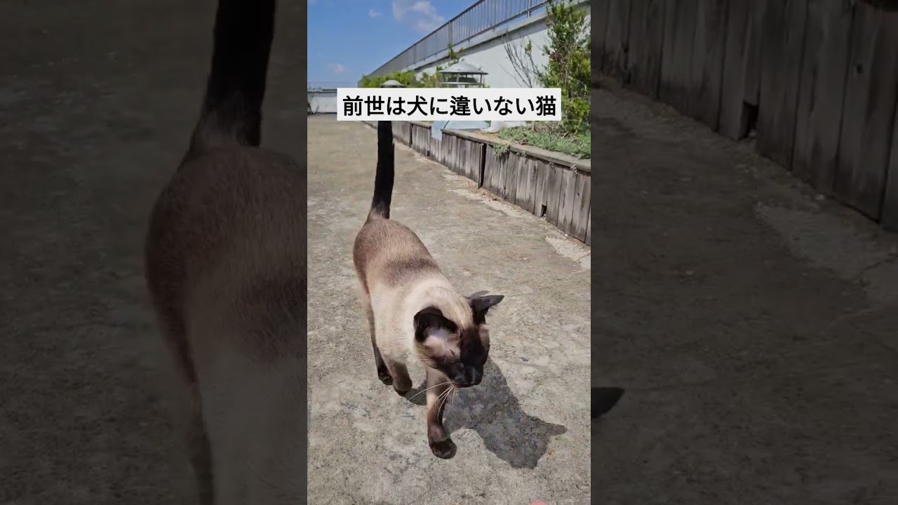今日もてくてく歩いてくる猫がかわいすぎた。 #シャム猫ひおろ  #cat