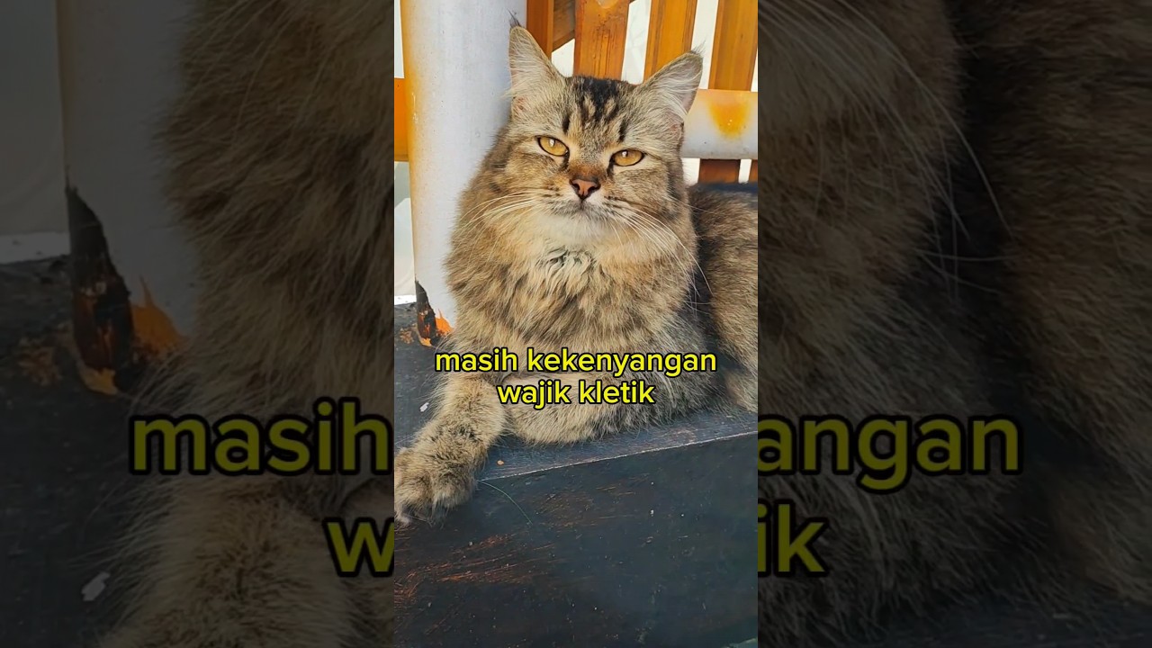 makin gemoi sehabis lebaran #shortvideo #cat #catlover #catholic