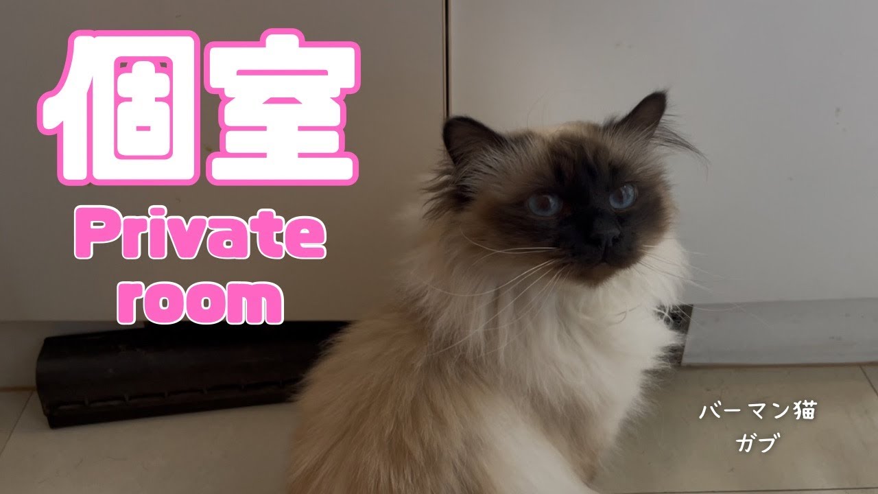 バーマン猫ガブとラフ【個室】Private room（バーマン猫）Birman/Cat