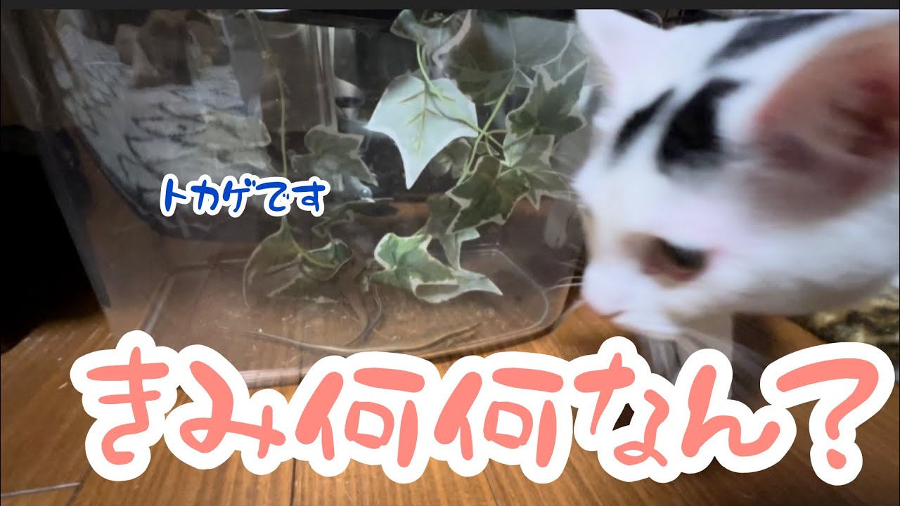 【閲覧注意】子供が捕まえてきたトカゲたち絶叫！興味津津のミルク#保護猫 #cat #子ネコ #ミルねーさん