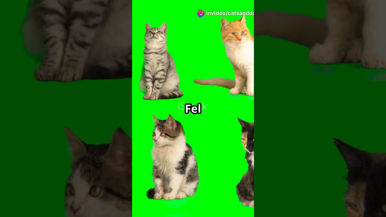 Cats That Won't Make You Sneeze! #cats #dogs #animals  #funnyvideo  #cat #animals  #cute