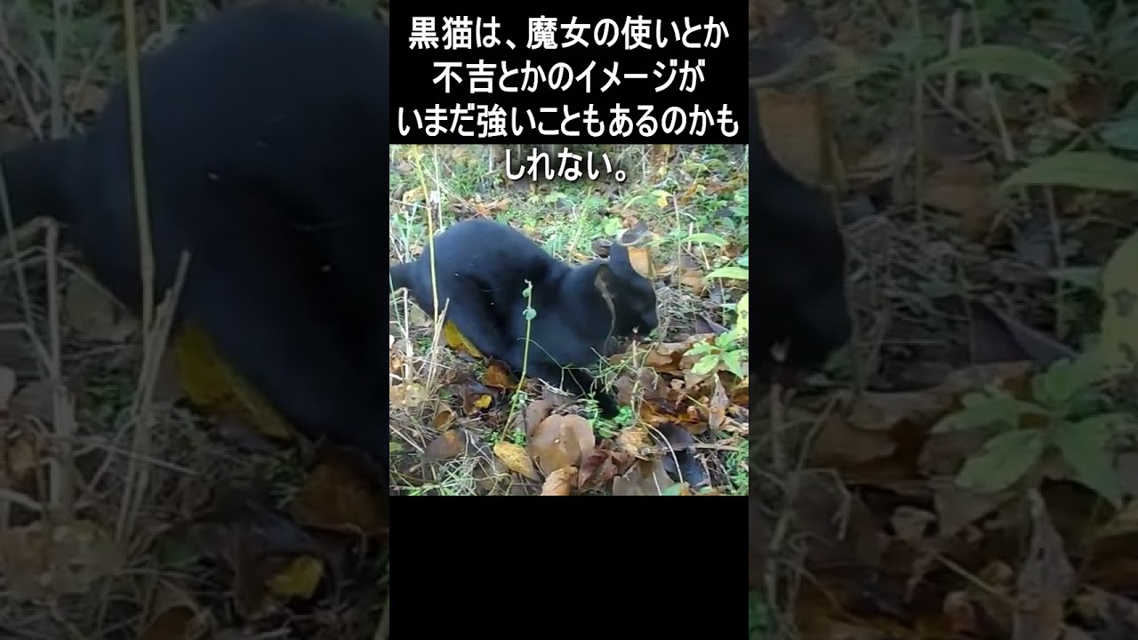 猫には不人気色がある　#Shorts #猫　#cat　#雑学
