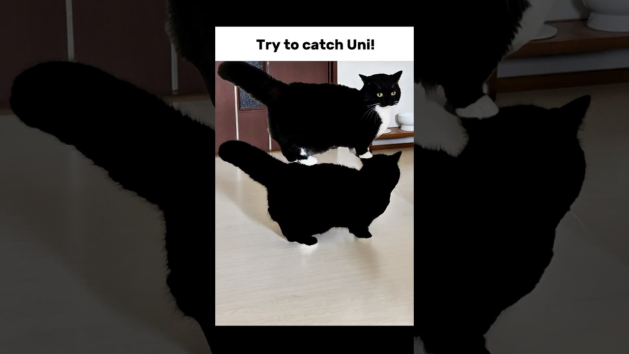 The ultimate challenge#CatsOfYouTube  #cute #kitten #meme