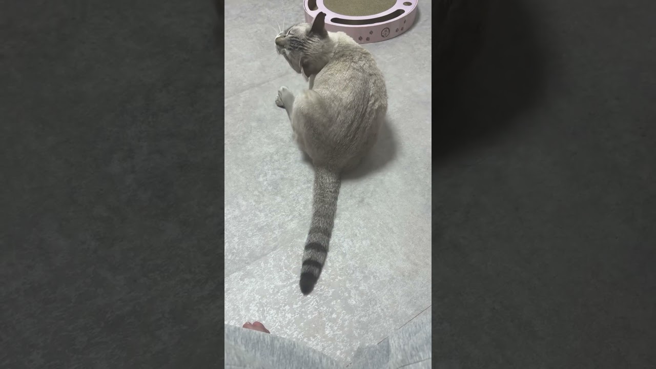 しっぽふりふりだね♫　#シャムトラ #元保護猫 #シャムミックス  #cat #猫耳 #kitten  #猫耳 #siamesemix