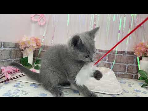 【No.185648　ロシアン・ブルー　♀】ペットショップ犬の家猫の里碧南店