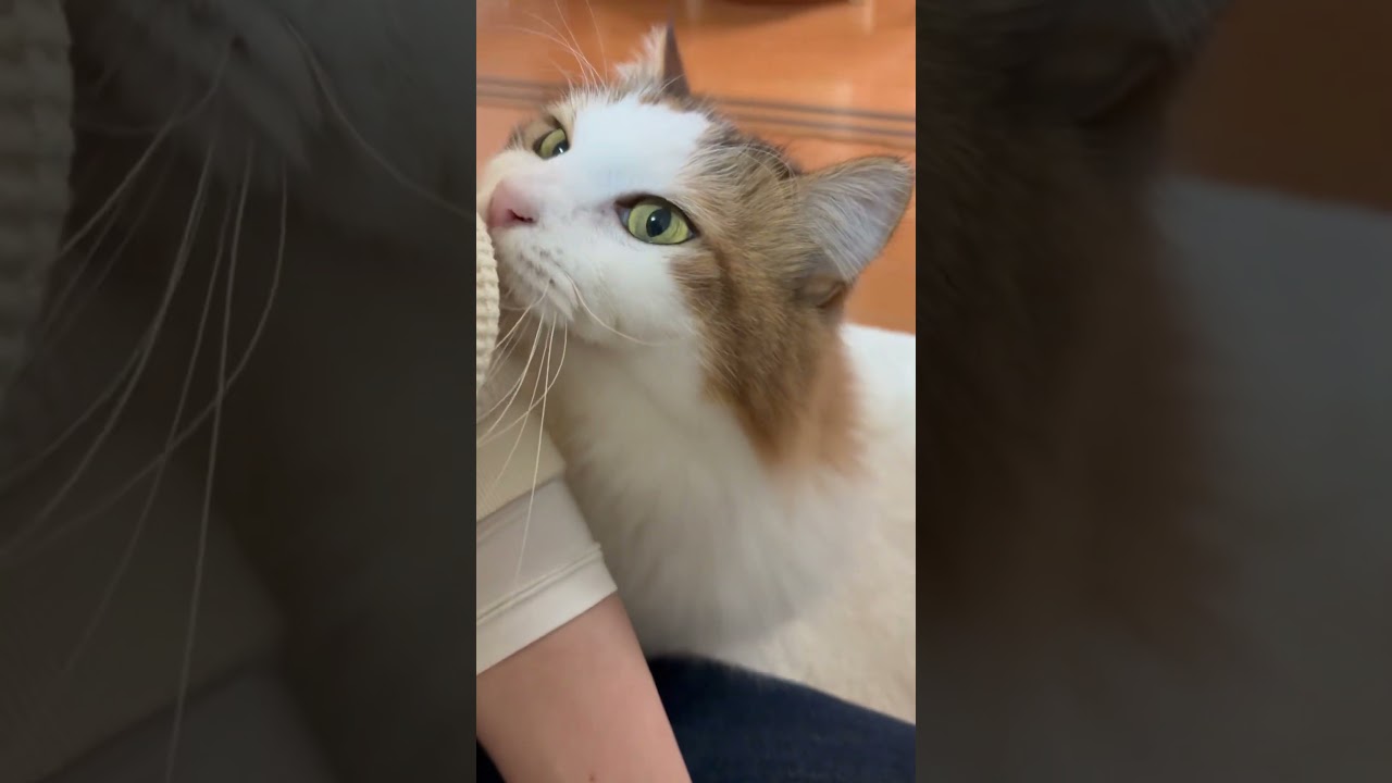 来るかぁ？来るかぁ？来るかぁ？キタァー！