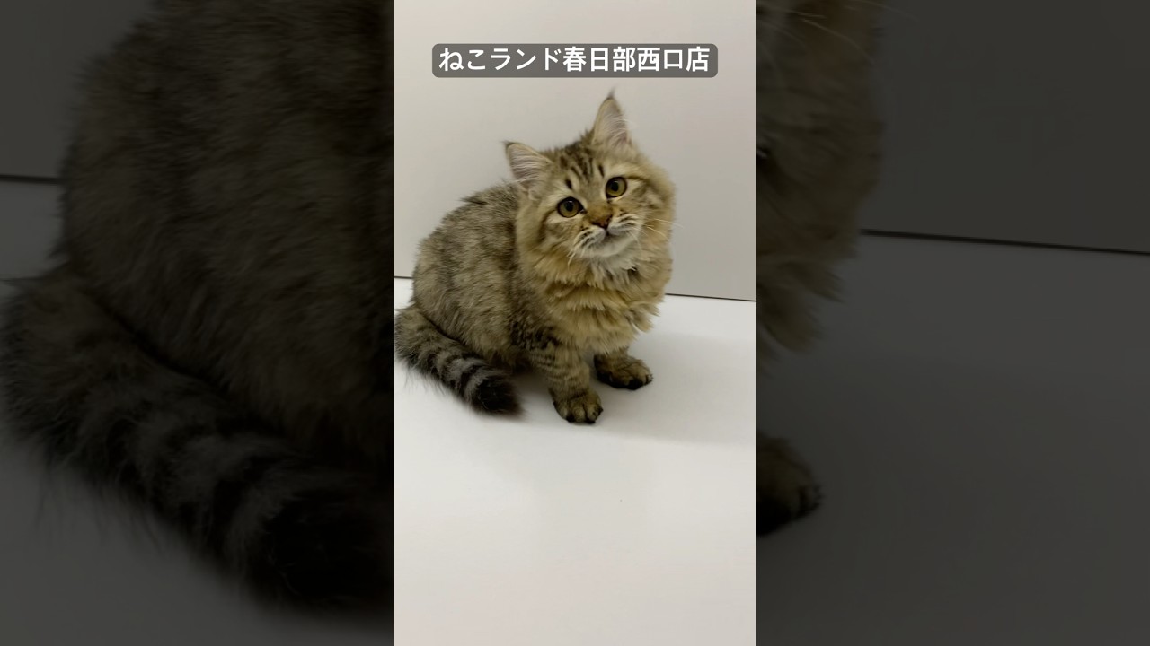 【子猫販売】#サイベリアン #cats #ペットショップ #ねこランド #春日部